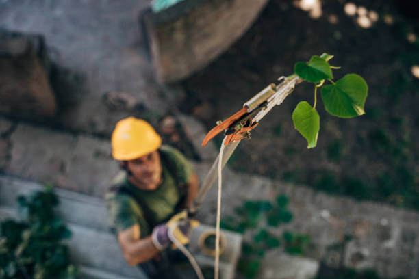 Best Storm Damage Tree Cleanup  in Lodi, OH